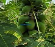 Bán hoặc cho thuê nhà vườn trồng cây ăn trái, nhuận đức, củ chi