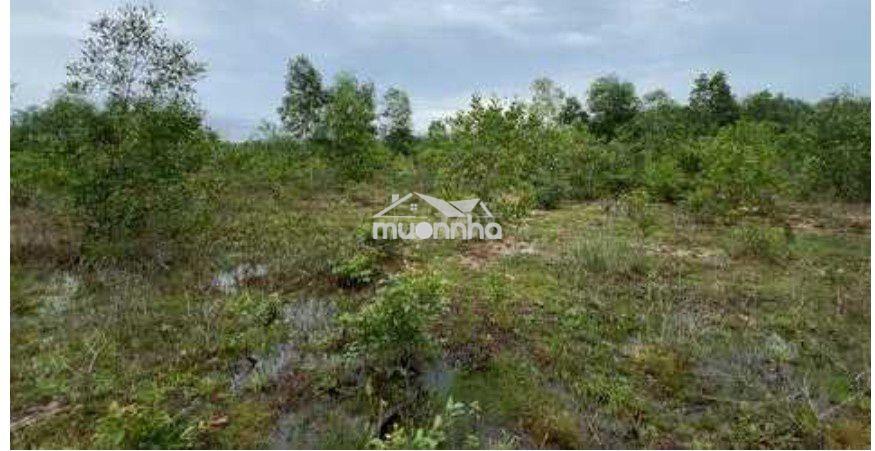🌴 Đất rộng 5.000 m² tại ấp bến tràm – cửa dương - 4
