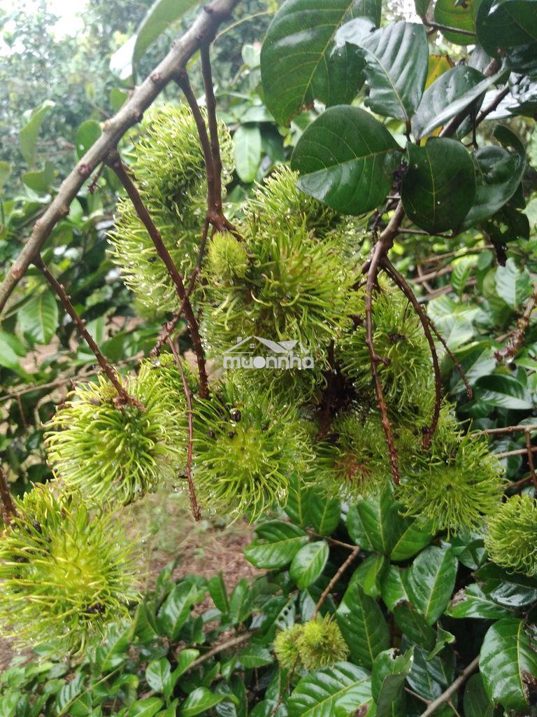 Vườn sầu riêng chơm chơm cạnh kcn dầu giây,ngay ngã tư dầu giây - 3