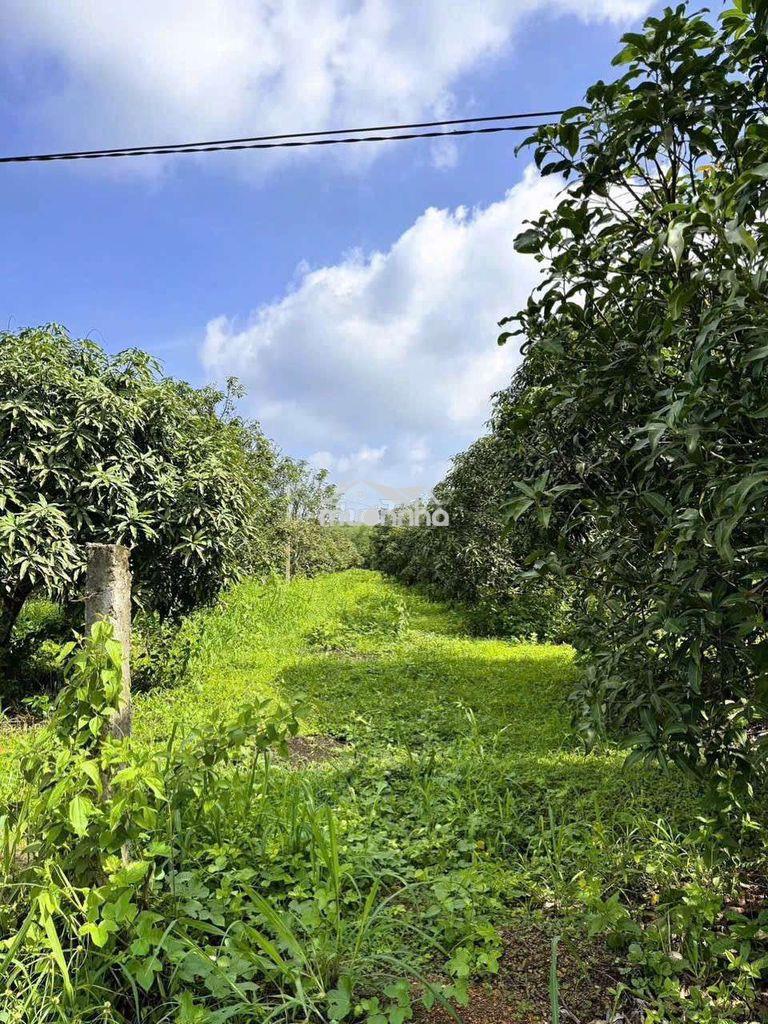 🍃 Chỉ 520tr có ngày 1000m2 vườn tận hưởng không gian yên bình gần sông - 3
