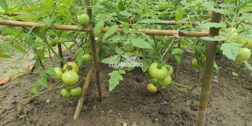 🌿650tr sở hữu ngay đất vườn 1.196m² gần hồ – quy hoạch đất ở nông thôn - 4