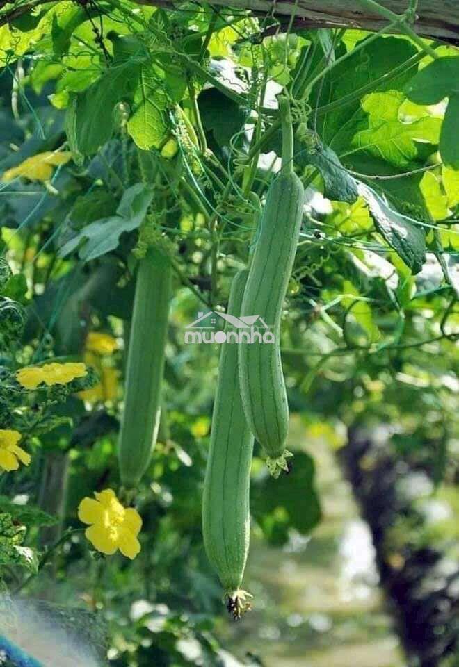 🌿650tr sở hữu ngay đất vườn 1.196m² gần hồ – quy hoạch đất ở nông thôn - 3