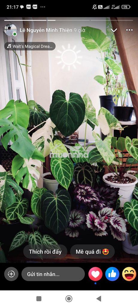 Bán gấp đất tặng nhà xã hưng thịnh, trảng bom  - 2