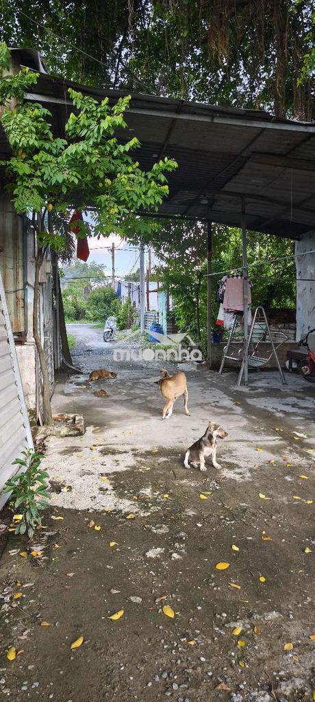 Sổ riêng đất trồng cây lâu năm - 2