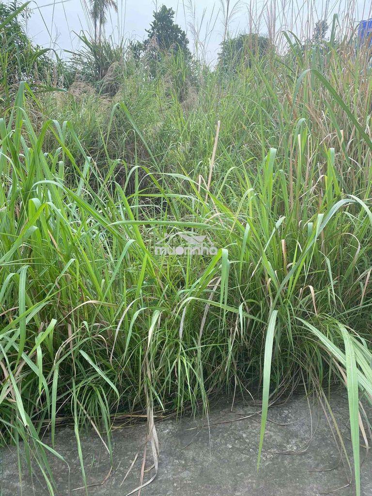 Cần bán  đất - 4