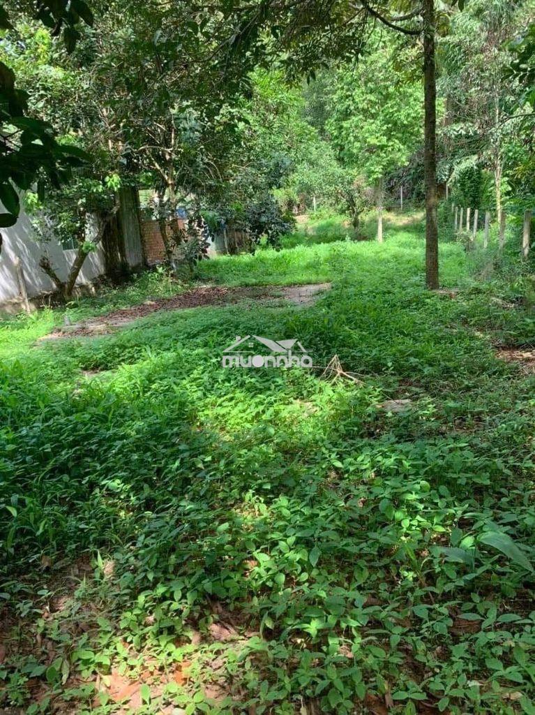 Đất vườn thổ cư 200m2 giá 1tỷ300 ngang30m xuân lập long khánh đông nai - 4