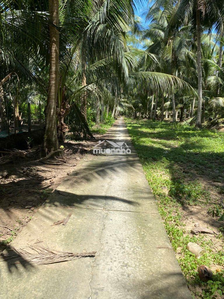 Đất chính chủ cần bán - 4