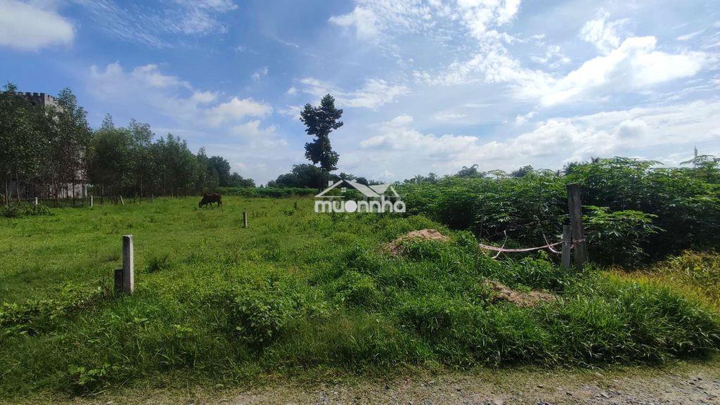 Đất bến trường - hảo đước - tây ninh - 4