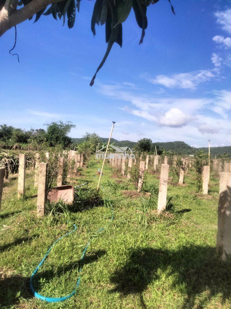 Bán nhanh đất ở hàm thuận bắc, phan thiết - 4