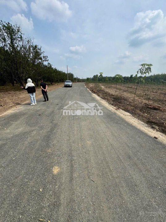 Ra nhanh nhà vườn góc 2mt  1103m2 sẵn 100m2 thổ cư, sẵn bưởi, mít - 2