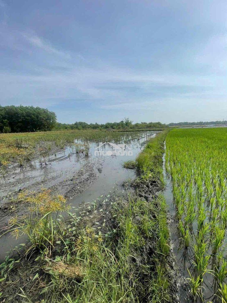 Đất phú hòa cần bán - 2