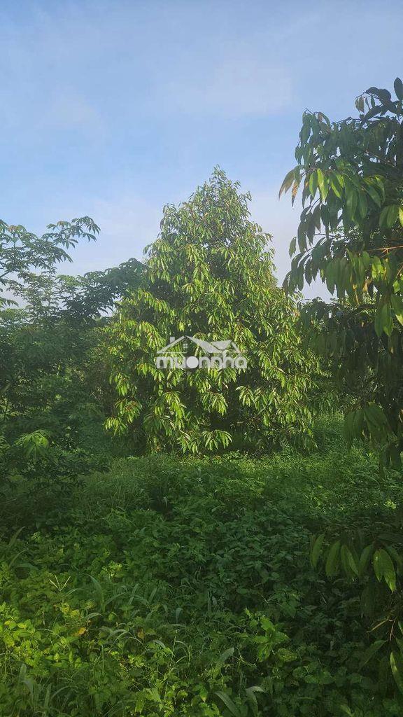 Cần bán đất rẩy sầu riêng - 3