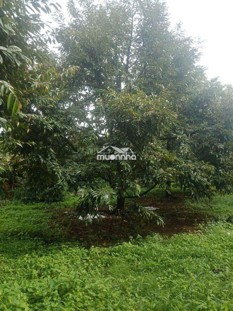 Cần bán 2 sào đẫ sầu riêng năm thứ 10 chính chủ - 4