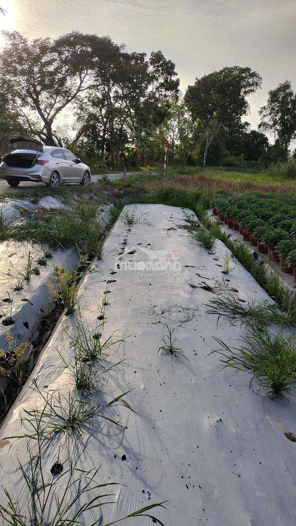 Bán đất kv thới bình phường thới an đông giáp ranh long hòa lộ ô tô 4m - 2