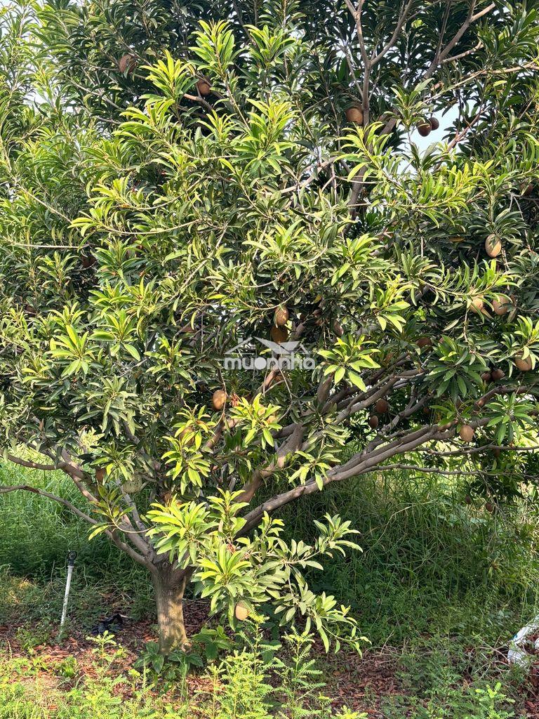 Bán khu vườn 14.700m² – 1.300 cây ăn trái – 5 ao - 2