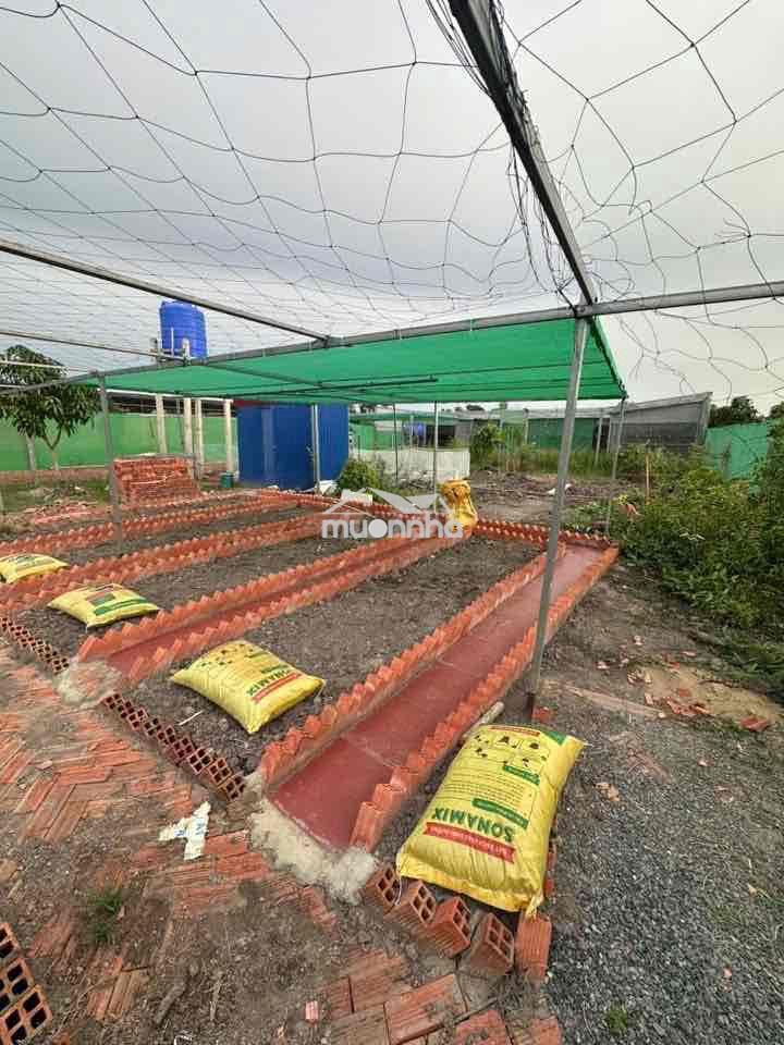Bán nhà vườn 1000m đức huệ, long an - 3