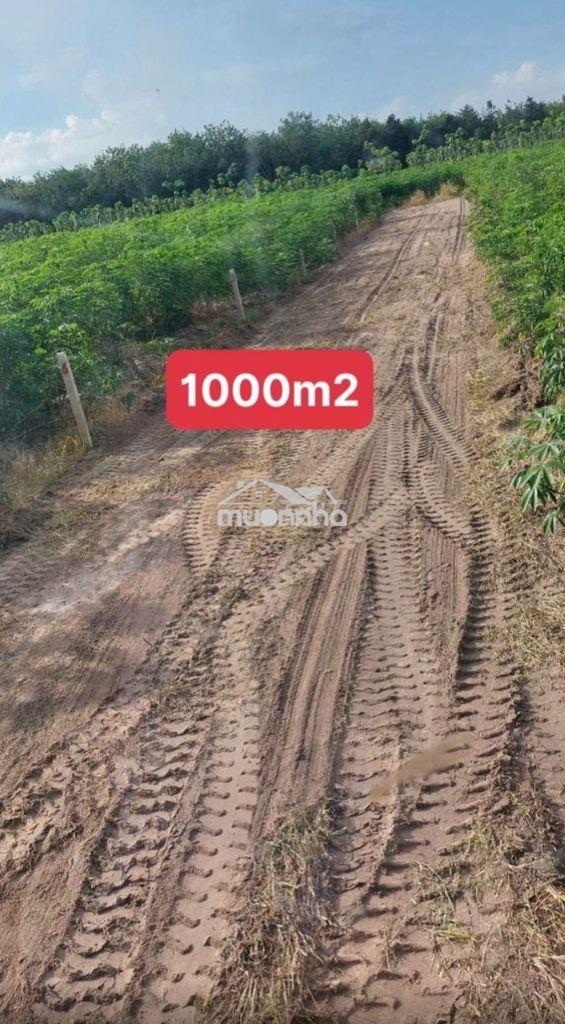 Đất nông nghiệp trồng cây lâu năm phân lô - 4