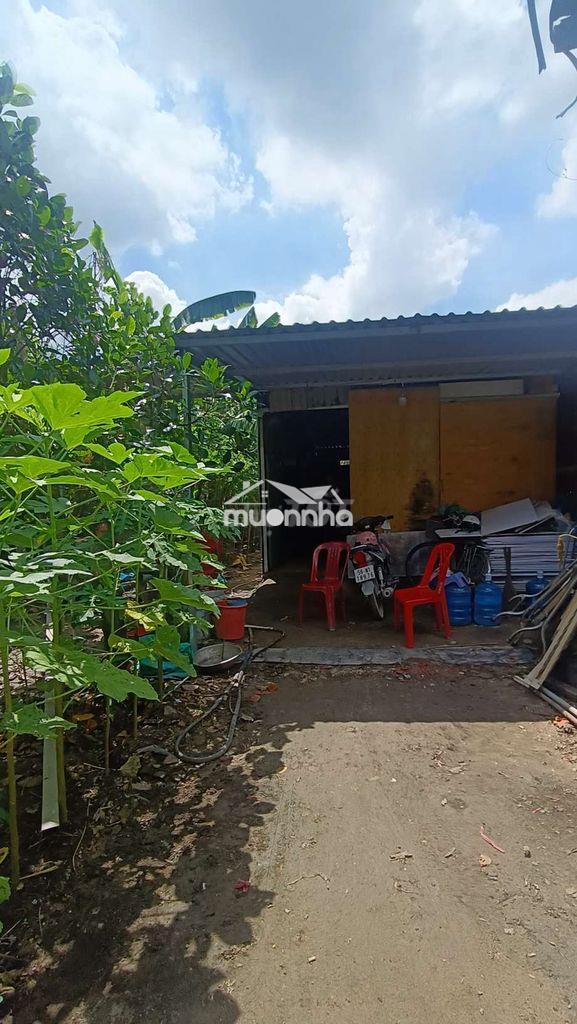 Nhà vườn 8*25 có nhà đường kênh trung ương vĩnh lộc b binh chánh - Ảnh 4